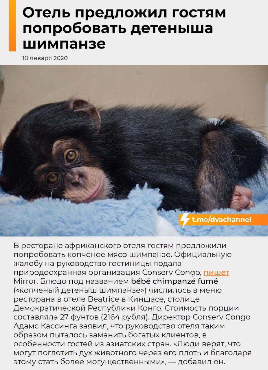 Отель в Конго предлагает гостям попробовать детеныша шимпанзе