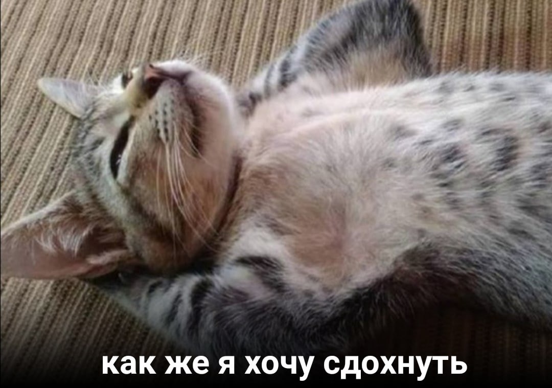 Анонимное сообщение через @dvachmeme_bot